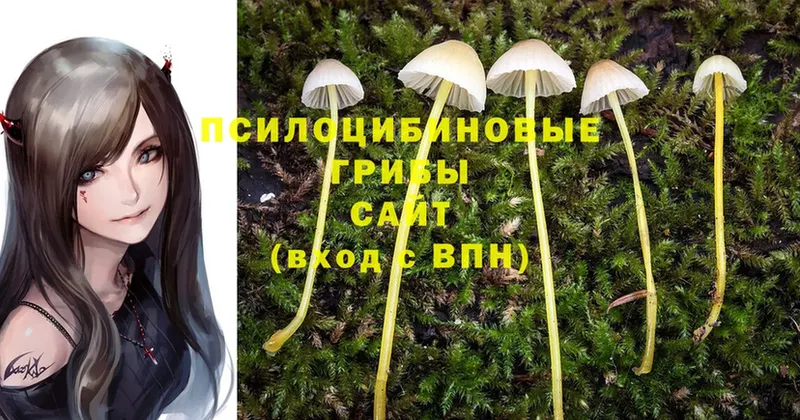 Галлюциногенные грибы Psilocybine cubensis  Дивногорск 